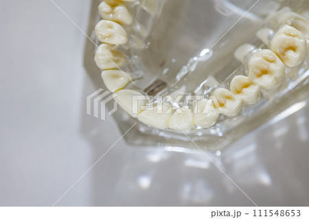 Model of human jaw. Selective Focus 111548653