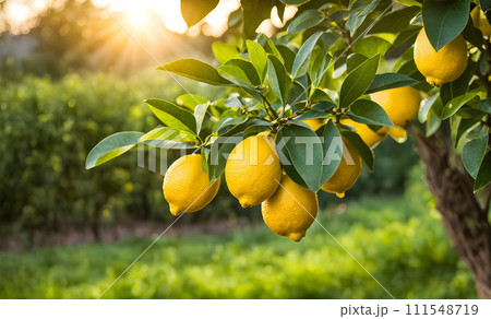 Lemon tree branches laden with bright yellow lemons Lemon tree branches laden with bright yellow lemons 111548719