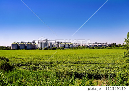 Field of green grass and flowers with silos in the background. 111549159