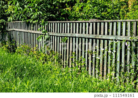 Wooden fence with green boards and white flowers growing at its base. 111549161