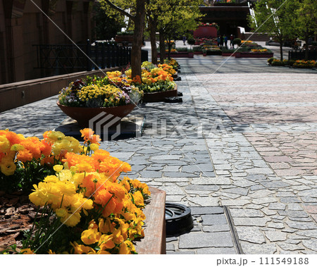 ハナキンポウゲの花が咲く花壇が並ぶ遊歩道 111549188