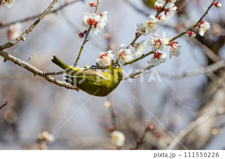 梅の花の蜜を吸うメジロ 111550226