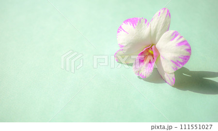 デンファレの花 デンファレの花 111551027