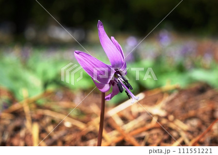 カタクリの花 森の妖精 カタクリの花 森の妖精 111551221