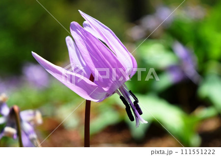カタクリの花 森の妖精 カタクリの花 森の妖精 111551222