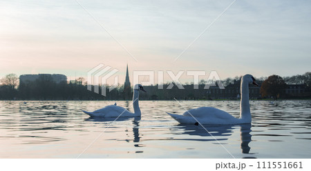 Two swans glide on a tranquil lake with gentle ripples against a soft gradient sky and a city silhouette, capturing the peacefulness of London's festive season. 111551661
