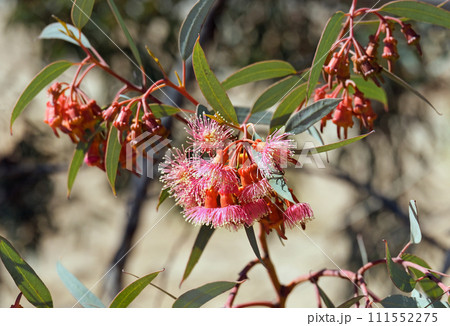 Blooming Eucalyptus twirled (lat. - Eucalyptus torquata) 111552275