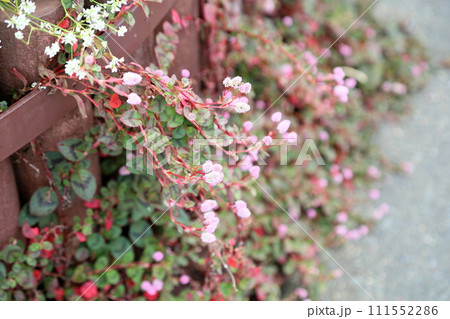 ヒメツルソバの花 ヒメツルソバの花 111552286