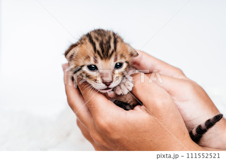 Two week old small newborn bengal kitten on a white background. Two week old small newborn bengal kitten on a white background. 111552521