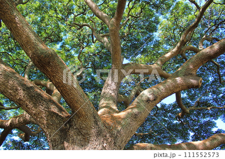 モンキーポッドから降り注ぐ木漏れ日(アメリカ合衆国 ハワイ州) モンキーポッドから降り注ぐ木漏れ日(アメリカ合衆国 ハワイ州) 111552573