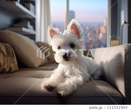 West highland white terrier puppy sitting on sofa in living room 111552905