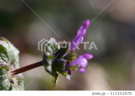 ホトケノザ 111552970