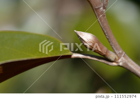 ミケリア・フォベオラータ　蕾 111552974