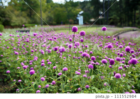 センニチコウの花 111552984