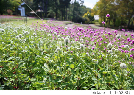 センニチコウの花 センニチコウの花 111552987