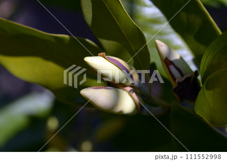 ミケリア・マウダイエ　蕾 111552998