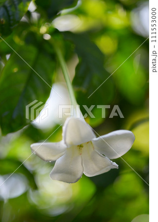 ユウクリニア・ロンギフロラ 111553000