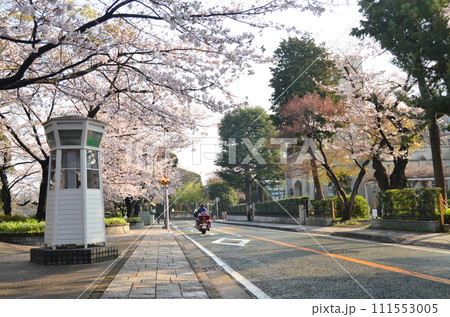 山手の桜並木道 111553005