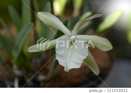 リンコレリア・グラウカ ランの花 リンコレリア・グラウカ ランの花 111553012