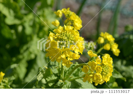 菜の花 菜の花 111553017