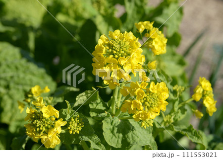 菜の花 111553021