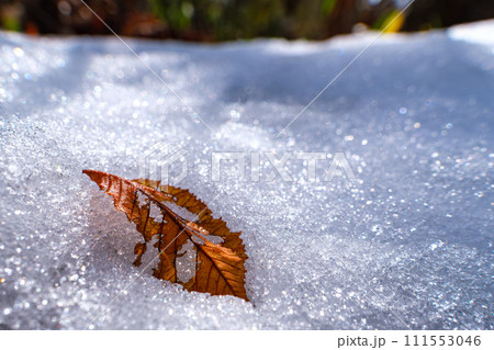 凍る枯れ葉 111553046