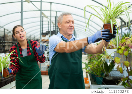 Two gardener are standing with flower Chlorophytum near plants Two gardener are standing with flower Chlorophytum near plants 111553278