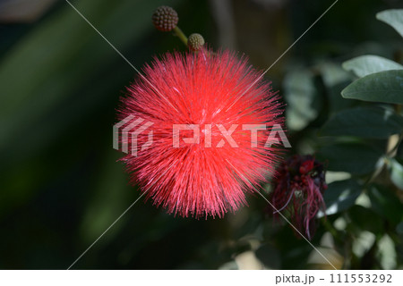 オオベニゴーカン 111553292