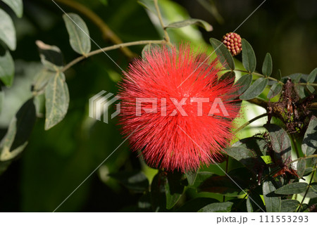 オオベニゴーカン 111553293