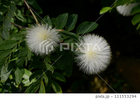 白いオオベニゴーカン 111553294