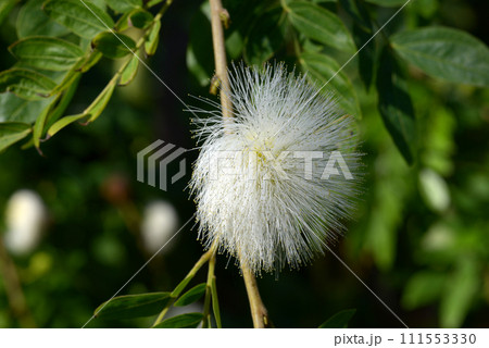 白いオオベニゴーカン 白いオオベニゴーカン 111553330