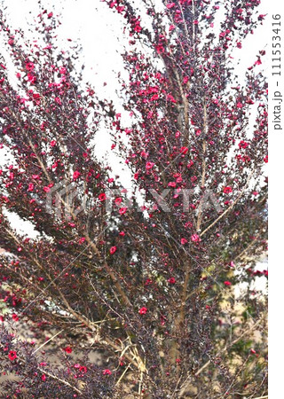 ギョウリュウバイ(檉柳梅)の花・蜜源植物でエッセンシャルオイルなどに利用。 ギョウリュウバイ(檉柳梅)の花・蜜源植物でエッセンシャルオイルなどに利用。 111553416