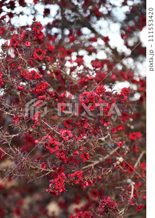 ギョウリュウバイ(檉柳梅)の花・蜜源植物でエッセンシャルオイルなどに利用。 ギョウリュウバイ(檉柳梅)の花・蜜源植物でエッセンシャルオイルなどに利用。 111553420
