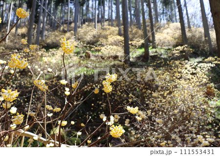 群生地として知られている水源の里・老富ー参 111553431