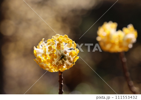 黄色い筒状の花姿をした三椏の花 黄色い筒状の花姿をした三椏の花 111553432