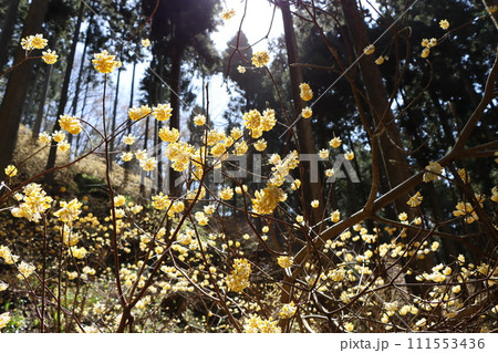 群生地として知られている水源の里・老富ー六 111553436