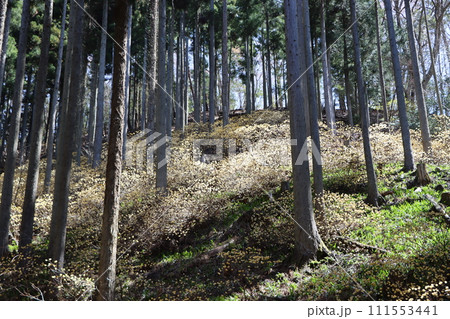 木洩れ日が温かく見守るミツマタの成長 111553441