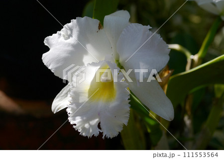 カトレア カトレア 111553564