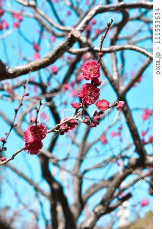芝公園の銀世界の梅の花 111553634