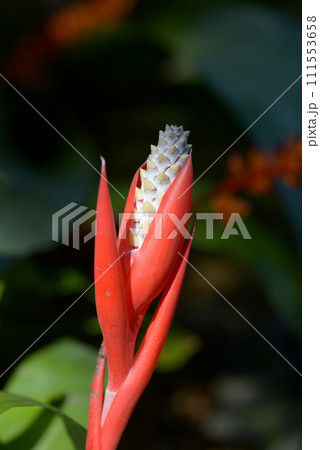 ミカドアナナス 111553658