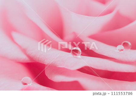ピンクのバラの花びらにしずく　ビューティー背景素材 111553786