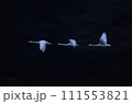 暗闇に浮かぶオオハクチョウ 111553821