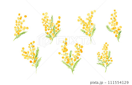 水彩画。水彩タッチのミモザベクターイラスト。ミモザの春イラスト。植物のシンプル背景セット。 111554129