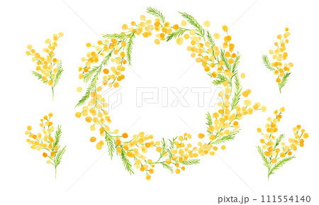 水彩画。水彩タッチのミモザベクターイラスト。ミモザの春イラスト。植物のシンプル背景セット。 111554140