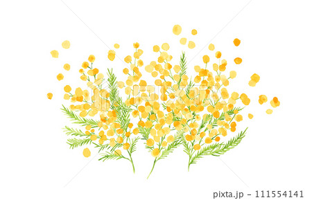 水彩画。水彩タッチのミモザベクターイラスト。ミモザの春イラスト。植物のシンプル背景セット。 111554141