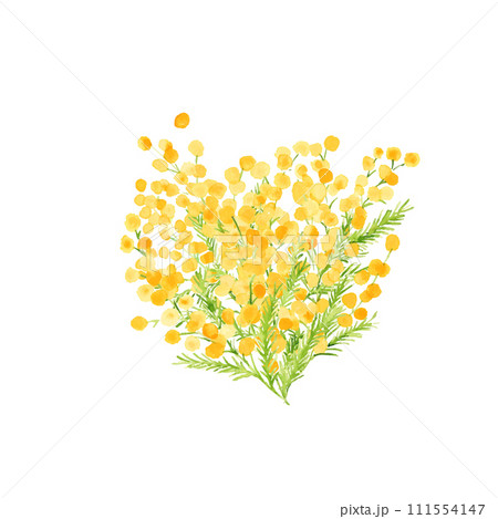 水彩画。水彩タッチのミモザベクターイラスト。ミモザの春イラスト。植物のシンプル背景セット。 水彩画。水彩タッチのミモザベクターイラスト。ミモザの春イラスト。植物のシンプル背景セット。 111554147