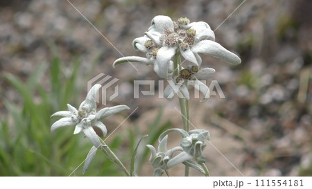 ホソバヒナウスユキソウの花 ホソバヒナウスユキソウの花 111554181