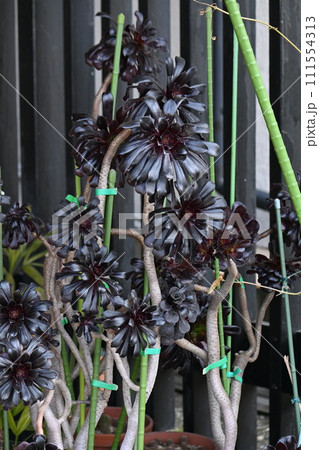 クロホウシ（黒法師）・多肉植物 111554313