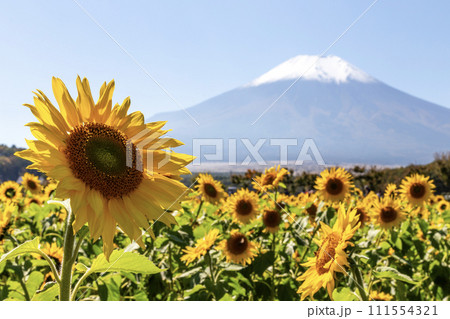 山中湖 花の都公園 富士山とひまわり畑 山中湖 花の都公園 富士山とひまわり畑 111554321