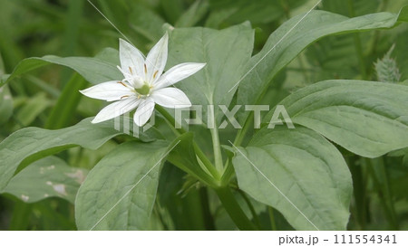 キヌガサソウの花 キヌガサソウの花 111554341